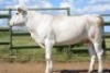 1+1X CHIANINA PREGNANT FEMALE (3 in 1) CIAFKC 200010 Kadash Chianinas