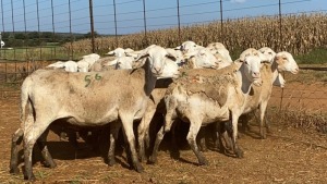 25X OOI/EWE WITH 1 LAMB Wit (Betaal per stuk om lot te neem)