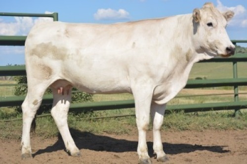 BREEDERS CHOICE: 1+1X CHIANINA PREGNANT FEMALE(3 in1) CIAFKC 180001 Kadash Chianinas