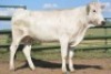 BREEDERS CHOICE: 1+1X CHIANINA PREGNANT FEMALE(3 in1) CIAFKC 180001 Kadash Chianinas