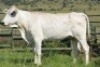 WITHDRAWN - 1+1X CHIANINA FEMALE CIAFKC 200011 Kadash Chianinas