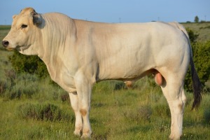 1X CHIANINA MALE CIAMKC 210032 Kadash Chianinas