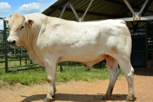 1X CHIANINA MALE CIAMKC 200026 Kadash Chianinas