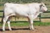 1X CHIANINA MALE CIAMKC 210035 Kadash Chianinas