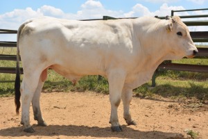 1X CHIANINA MALE CIAMKC 200027 Kadash Chianinas