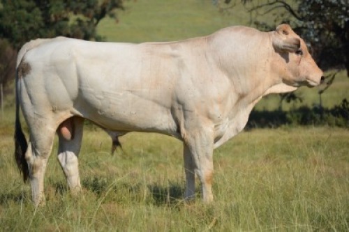 1X CHIANINA MALE CIAMKC 200019 Kadash Chianinas