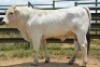 1X CHIANINA MALE CIAMKC 210036 Kadash Chianinas