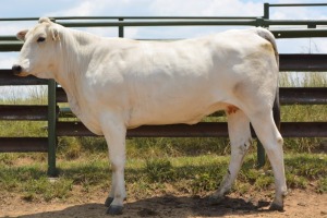 1X CHIANINA PREGNANT FEMALE CIAFKC 190008 Kadash Chianinas