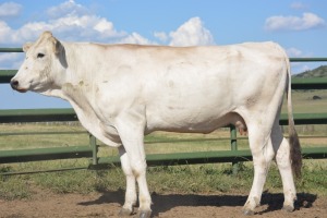 1+1X CHIANINA FEMALE CIAFKC 200012 Kadash Chianinas