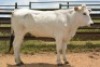 1X CHIANINA PREGNANT FEMALE CIAFKC 200021 Kadash Chianinas