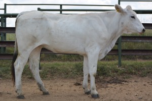 1X CHIANINA PREGNANT FEMALE CIAFKC 200022 Kadash Chianinas