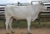 1X CHIANINA PREGNANT FEMALE CIAFKC 200025 Kadash Chianinas