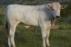 1X CHIANINA MALE CIAMKC 210046 Kadash Chianinas