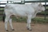 1X CHIANINA MALE CIAMKC 210047 Kadash Chianinas
