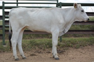 1X CHIANINA FEMALE CIAFKC 210031 Kadash Chianinas