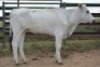 1X CHIANINA FEMALE CIAFKC 210031 Kadash Chianinas