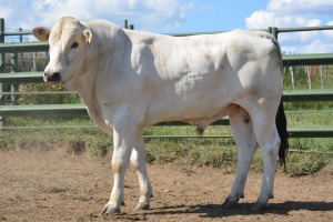 1X CHIANINA MALE CIAMKC 210038 Kadash Chianinas