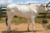 1X CHIANINA PREGNANT FEMALE CIAFKC 210030 Kadash Chianinas