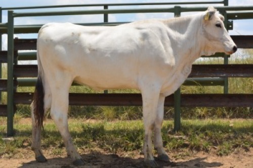 VERY SPECIAL - 1X CHIANINA PREGNANT FEMALE CIAFKC 210039 Kadash Chianinas