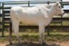VERY SPECIAL - 1X CHIANINA PREGNANT FEMALE CIAFKC 210039 Kadash Chianinas