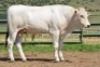 1X CHIANINA MALE CIAMKC 210037 Kadash Chianinas