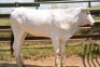 1X CHIANINA FEMALE CIAFKC 210041 Kadash Chianinas