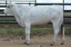 1X CHIANINA PREGNANT FEMALE CIAFKC 210033 Kadash Chianinas