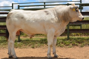 1X CHIANINA MALE CIAMKC 210050 Kadash Chianinas