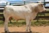 1X CHIANINA MALE CIAMKC 210050 Kadash Chianinas
