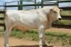 1X CHIANINA MALE CIAMKC 210051 Kadash Chianinas