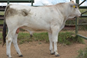 1X CHIANINA MALE CIAMKC 210052 Kadash Chianinas