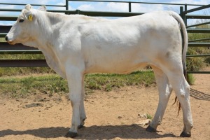 1X CHIANINA FEMALE CIAFKC 210040 Kadash Chianinas