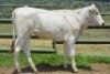 1X CHIANINA PREGNANT FEMALE CIAFKC 210042 Kadash Chianinas