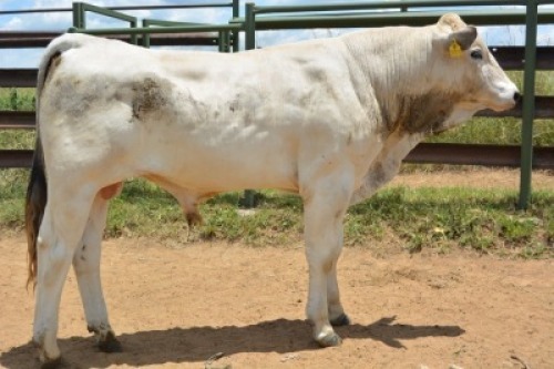 1X CHIANINA MALE CIAMKC 210055 Kadash Chianinas