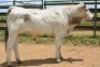 1X CHIANINA MALE CIAMKC 210055 Kadash Chianinas