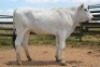 1X CHIANINA PREGNANT FEMALE CIAFKC 210044 Kadash Chianinas