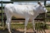 1X CHIANINA PREGNANT FEMALE CIAFKC 210045 Kadash Chianinas