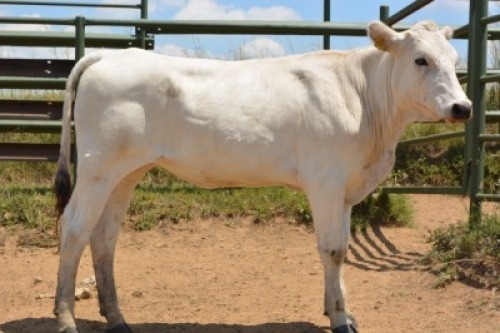 1X CHIANINA FEMALE CIAFKC 210053 Kadash Chianinas