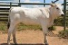 1X CHIANINA FEMALE CIAFKC 210053 Kadash Chianinas