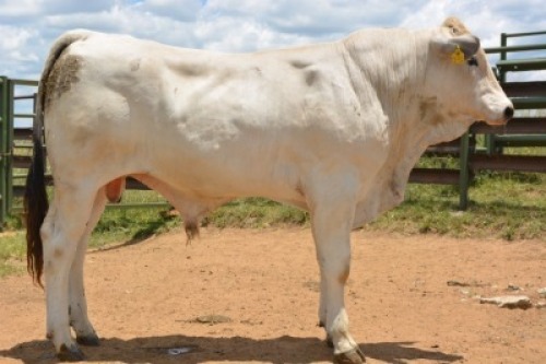 1X CHIANINA MALE CIAMKC 210056 Kadash Chianinas
