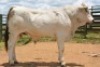 1X CHIANINA MALE CIAMKC 210056 Kadash Chianinas