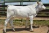 1X CHIANINA FEMALE CIAFKC 210049 Kadash Chianinas