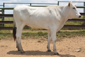 1X CHIANINA PREGNANT FEMALE CIAFKC 210043 Kadash Chianinas