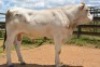 1X CHIANINA MALE CIAMKC 220058 Kadash Chianinas