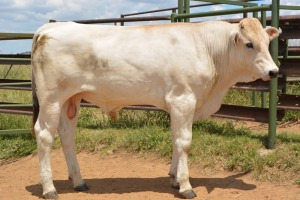 1X CHIANINA MALE CIAMKC 220060 Kadash Chianinas