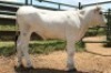 1X CHIANINA FEMALE CIAFKC 220065 Kadash Chianinas