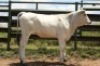1X CHIANINA FEMALE CIAFKC 220074 Kadash Chianinas