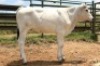 1X CHIANINA FEMALE CIAFKC 230081 Kadash Chianinas