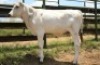 1X CHIANINA FEMALE CIAFKC 230083 Kadash Chianinas