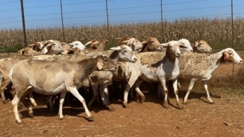20X OOI/EWE Bont Bruin (Betaal per stuk om lot te neem)